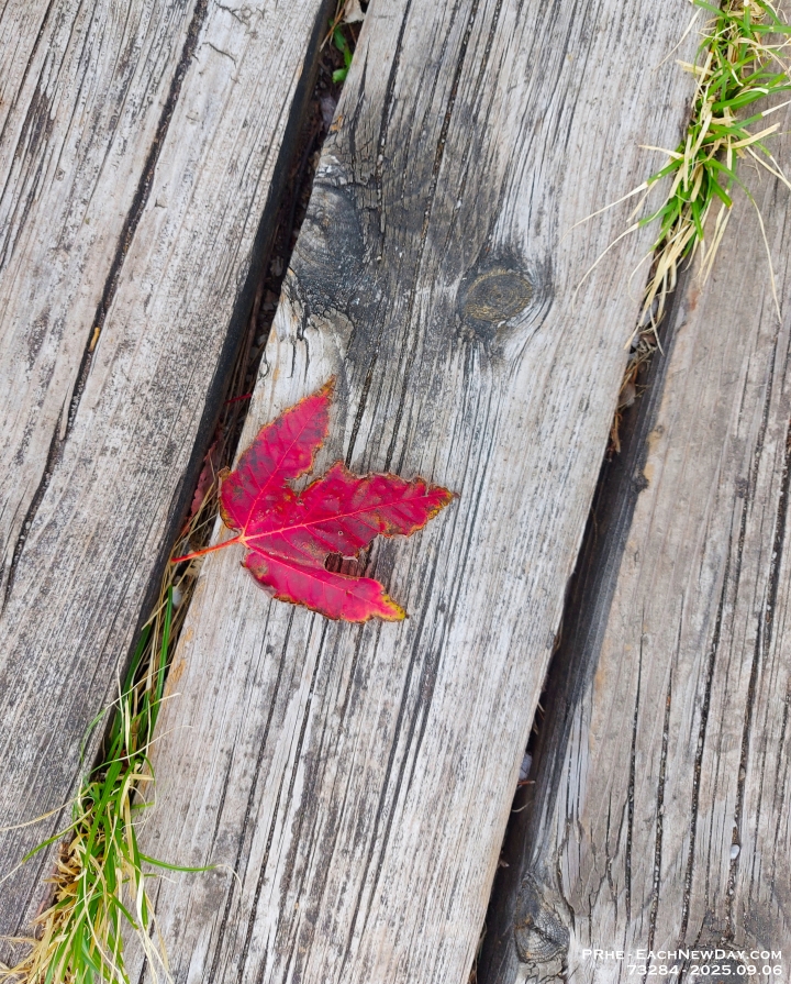 73284CrLe - Enjoying Centennial Park with Nick - Lynn
